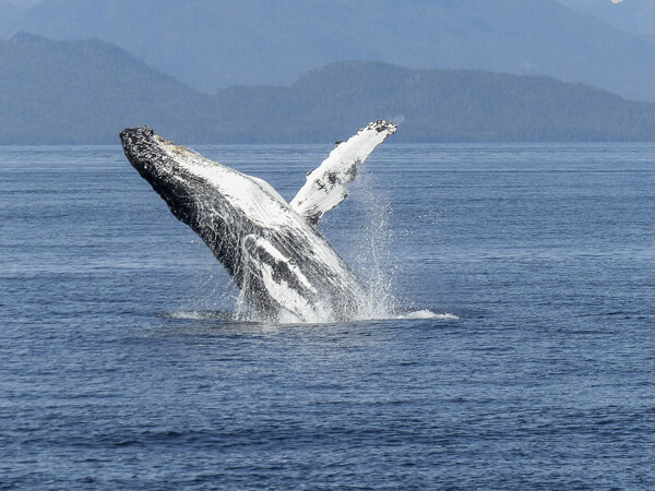 Humpback whale on Canada yacht charter