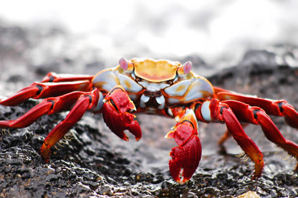 Crab on Galapagos Islands