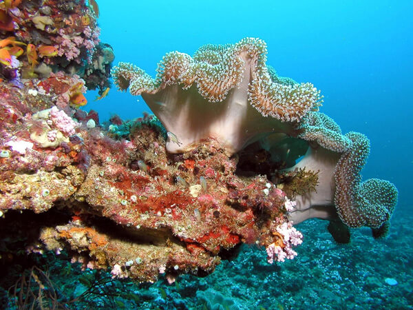 Coral in the Maldives