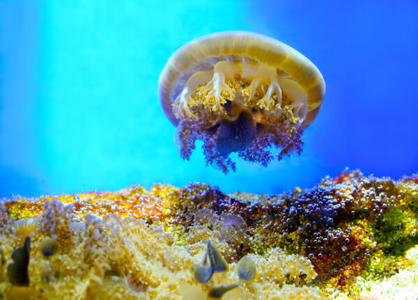 Jellyfish at Oceanographic Museum Monaco