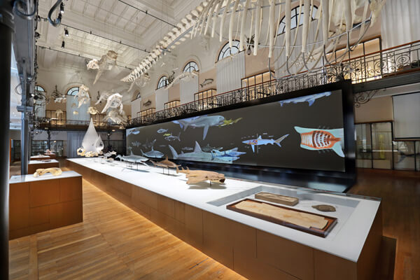 Whale exhibit at Monaco Oceanographic Museum
