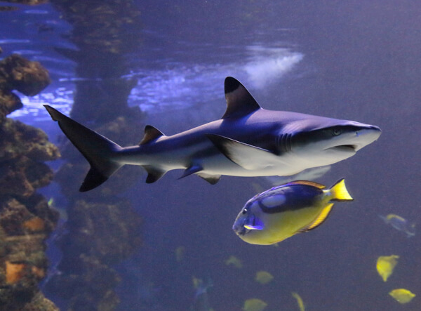 Shark at Monaco Oceanographic Museum
