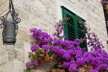 Purple wildflower surround shutters, Split Croatia
