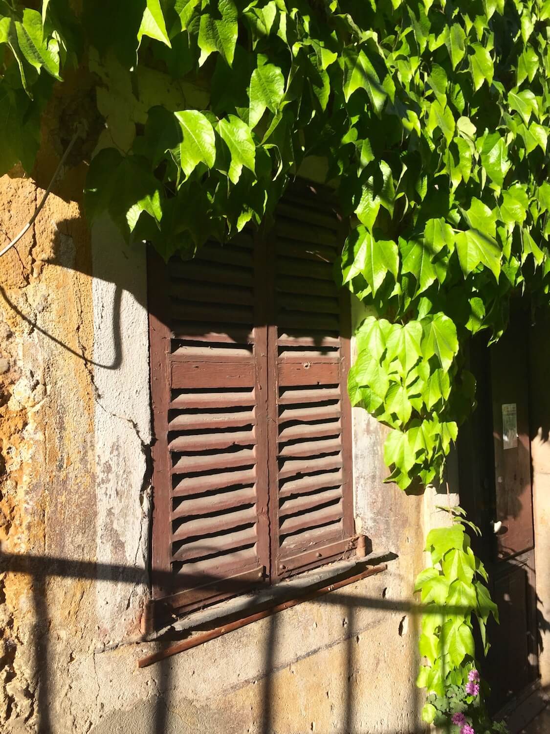 Wooden shutters with green leaves over hanging