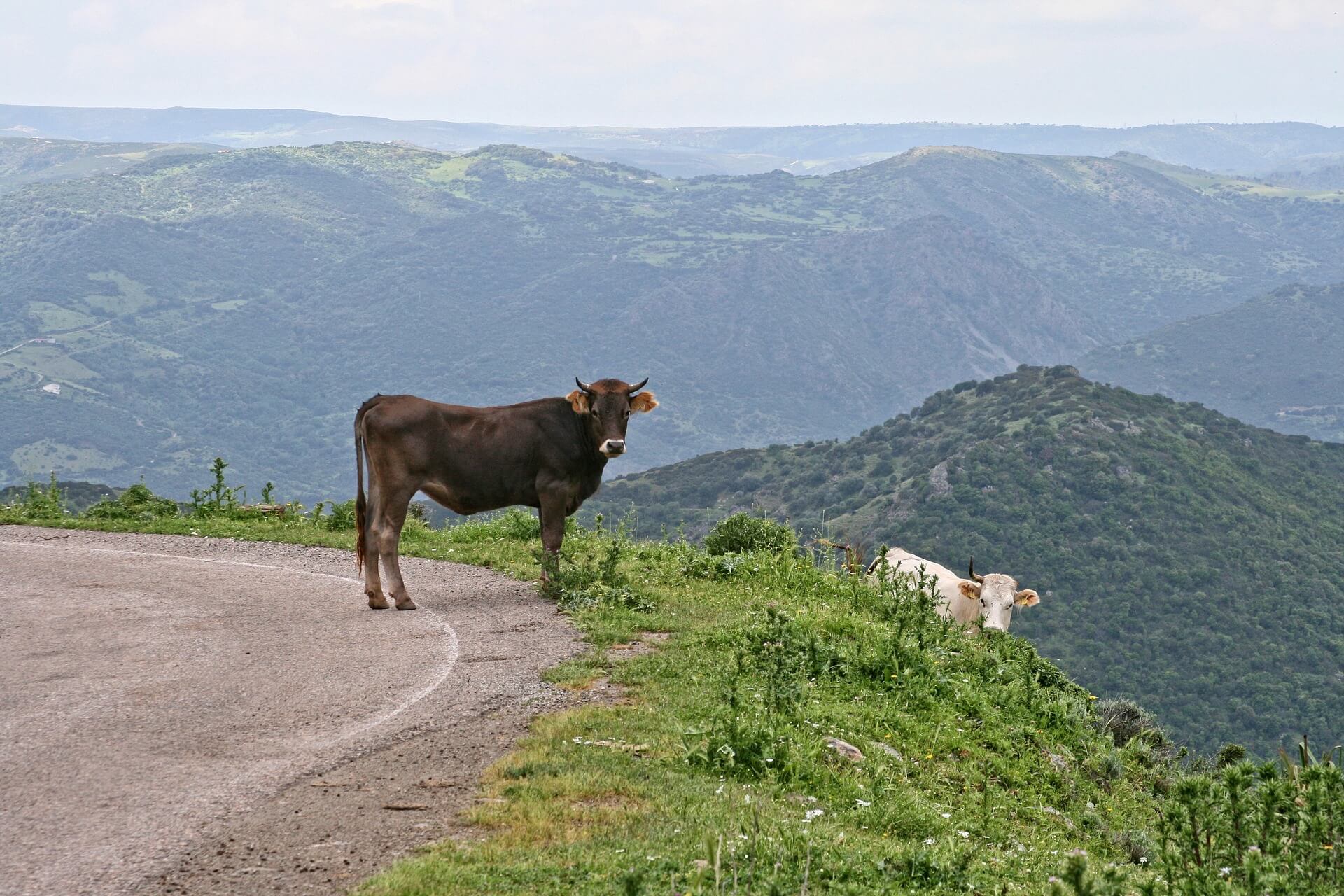 Cow stands on hillside road Sardinia