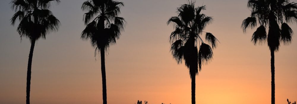 Palm tree silhouette at sunset, Hvar
