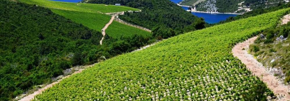 Hillside covered in rows of vines, Croatia